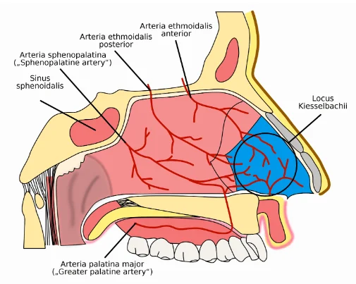 Irrigação do septo nasal e plexo de Kiesselbach