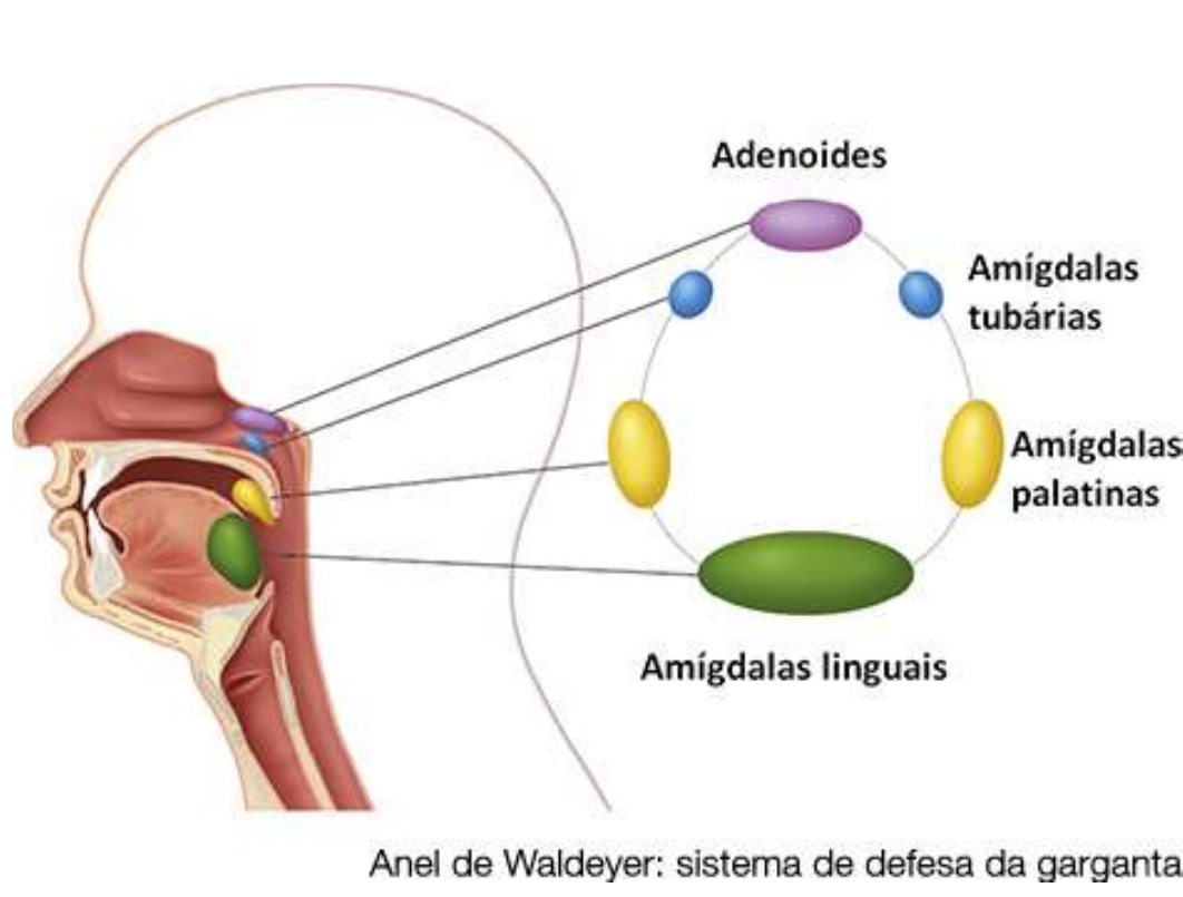 Anel linfático de Waldeyer
