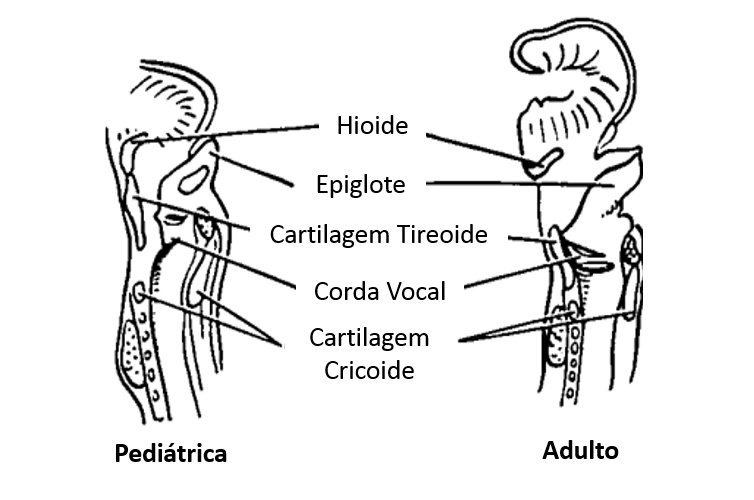 Corte sagital da laringe pediátrica e adulta