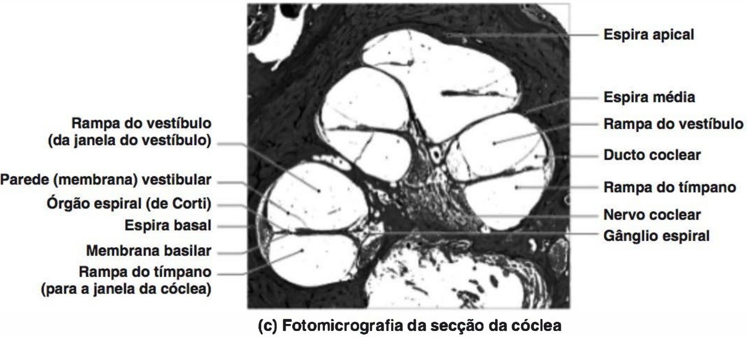 Fotomicrografia de secção da cóclea