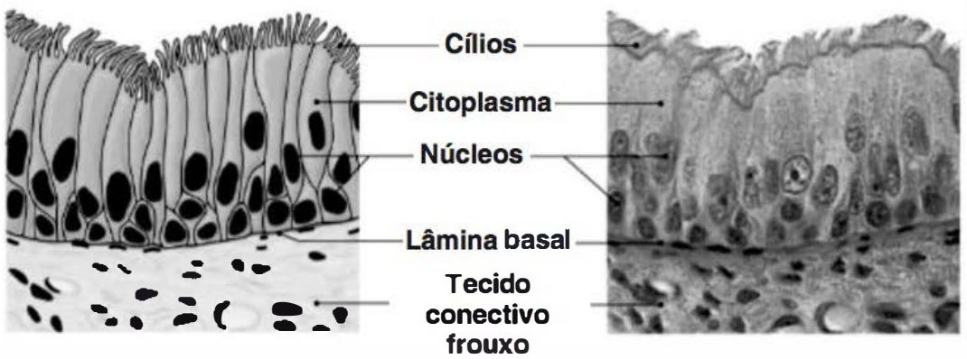 Epitélio colunar pseudoestratificado ciliado: cílios, citoplasma, núcleos, lâmina basal e tecido conectivo frouxo