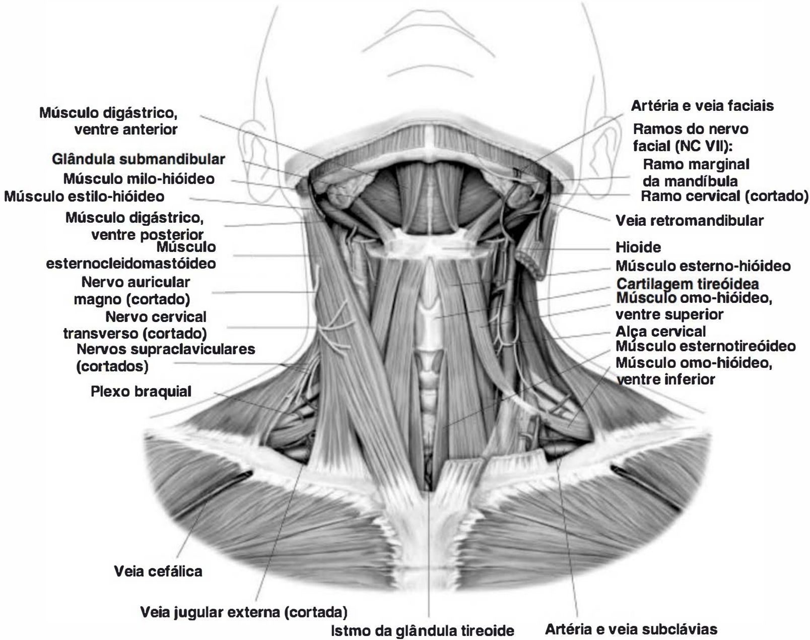 Estruturas musculares, vasculares, cartilaginosas e ósseas do pescoço
