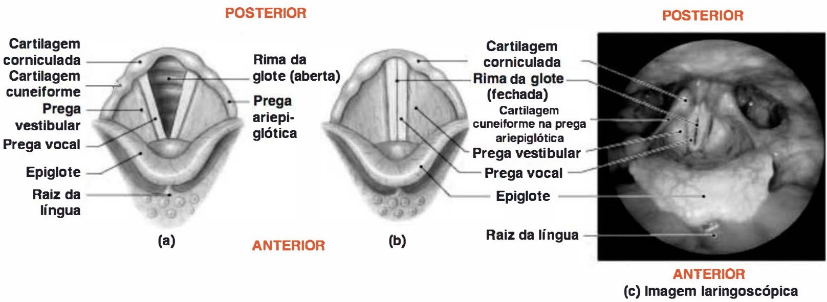 Glote com rima aberta e fechada e imagem laringoscópica