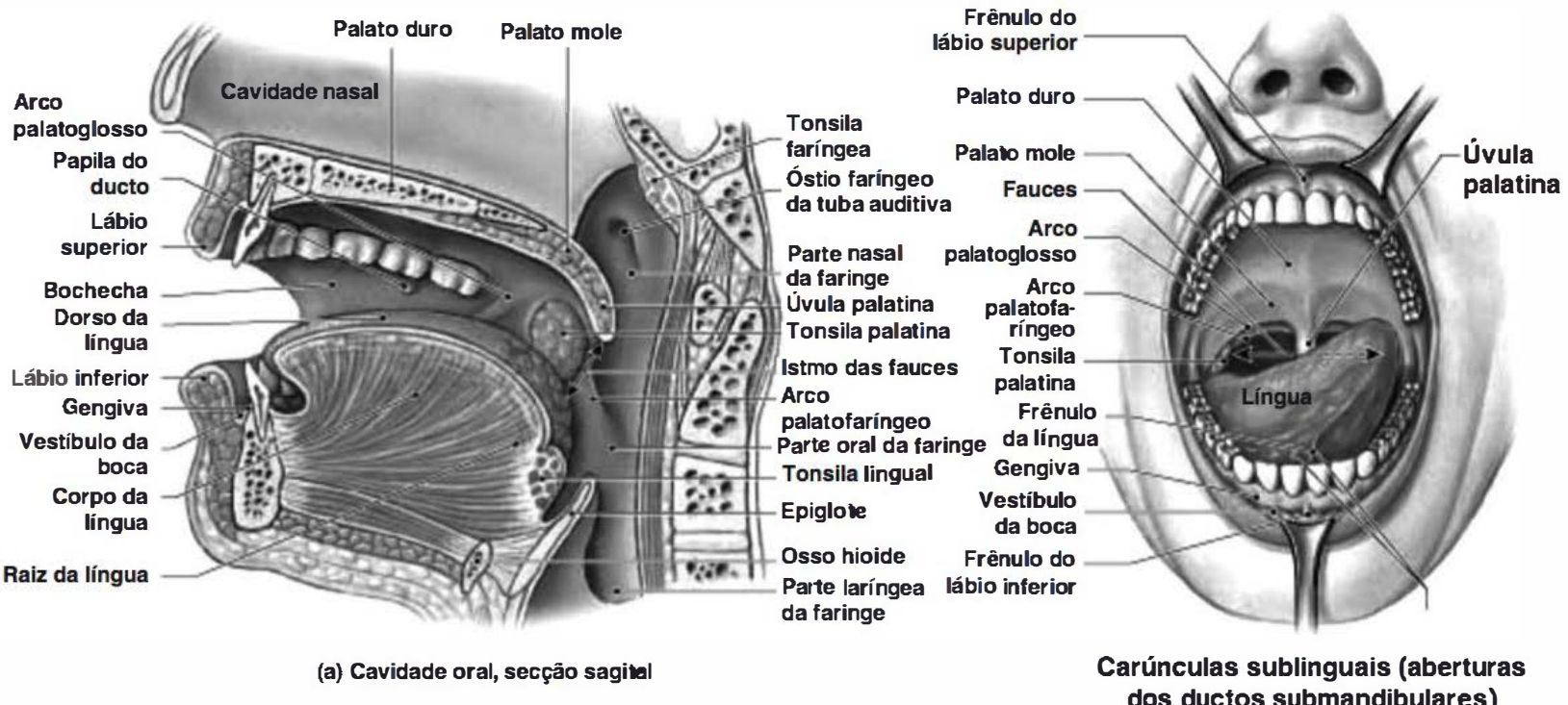 Cavidade oral em secção sagital e vista anterior