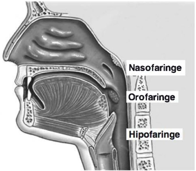 Esquema sagital dos segmentos da faringe: nasofaringe, orofaringe e hipofaringe