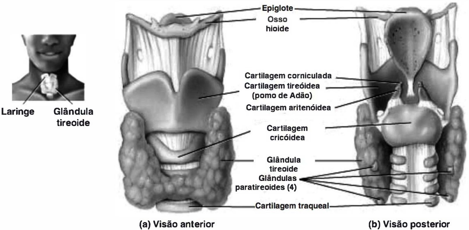 Arcabouço laríngeo e glândula tireoide em visão anterior e posterior