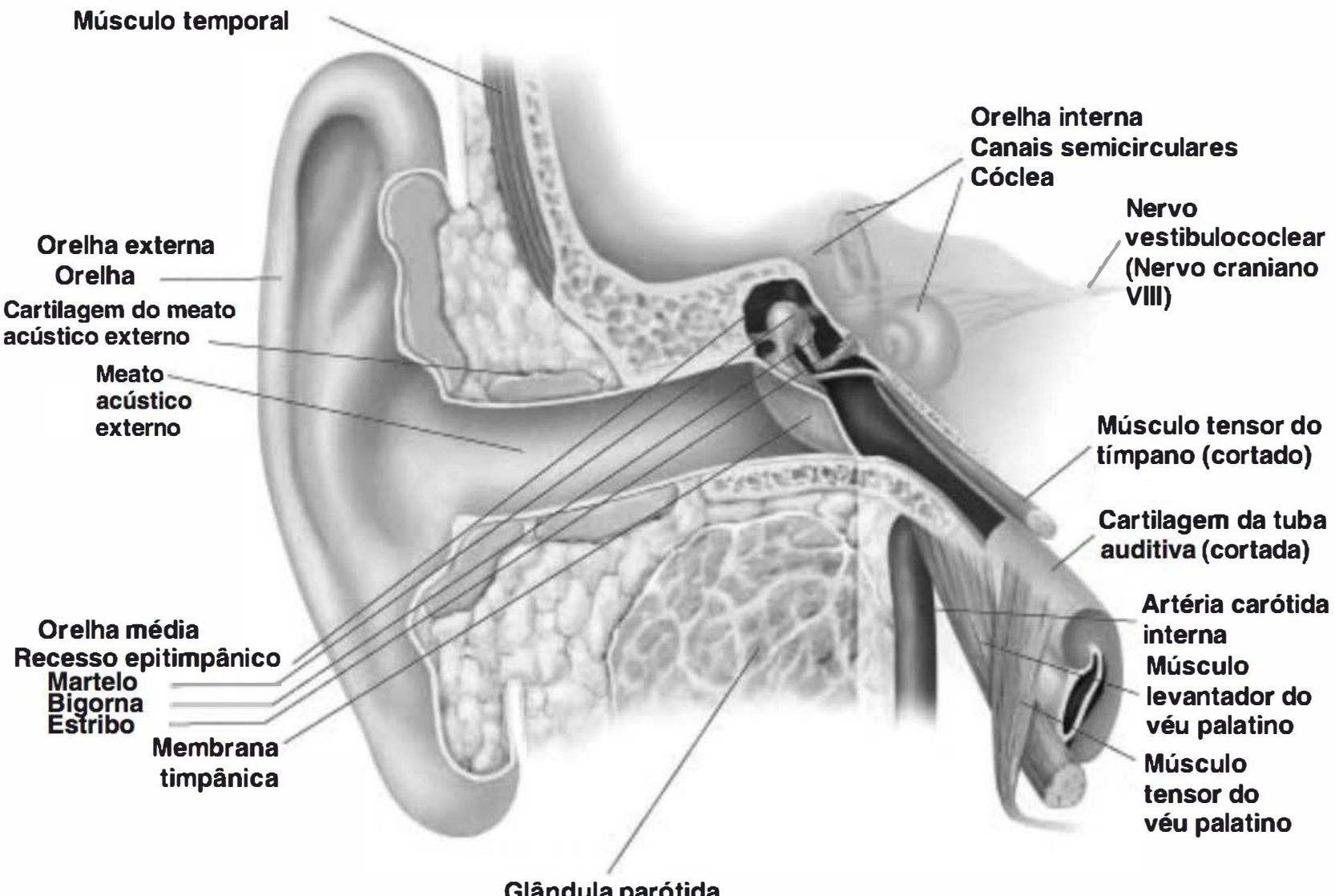Corte da orelha externa, média e interna com o nervo vestibulococlear