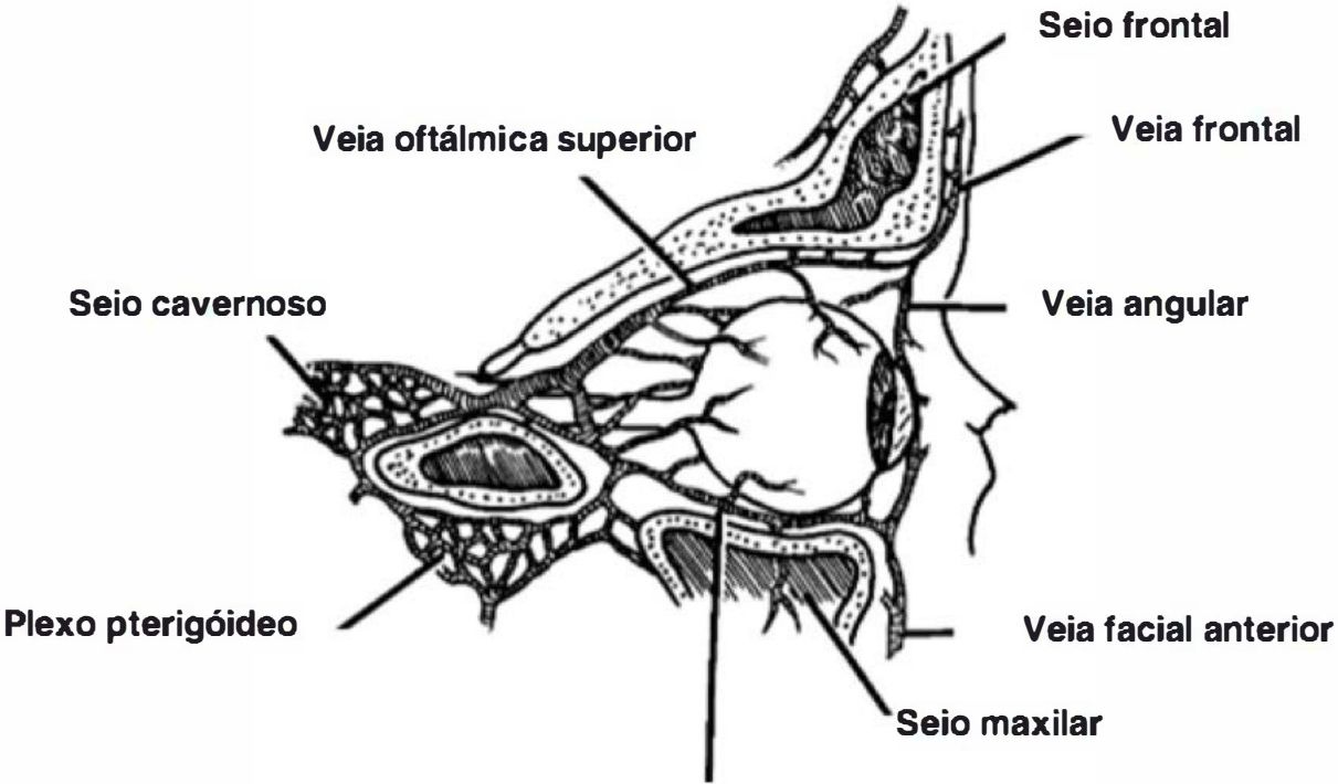 Esquema da drenagem venosa da órbita: veias oftálmicas, angular, facial, plexo pterigóideo e seio cavernoso