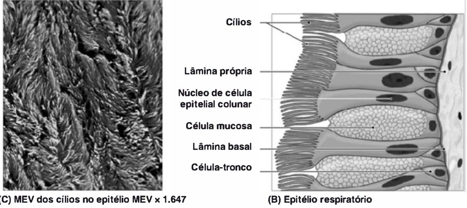 Microscopia eletrônica dos cílios e esquema do epitélio respiratório
