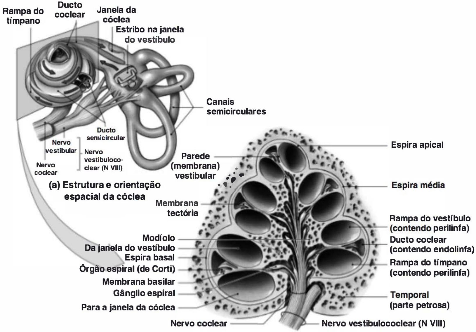 Estrutura da cóclea: rampas do vestíbulo e do tímpano, ducto coclear, órgão de Corti, membrana basilar, gânglio espiral e nervo coclear