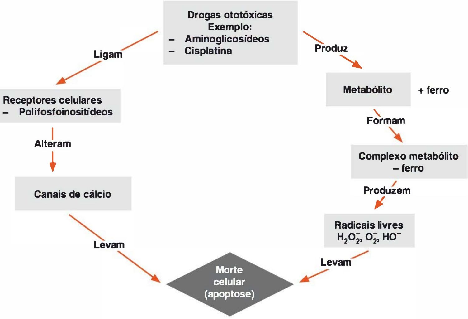 Fluxograma: drogas ototóxicas ligam-se a polifosfoinositídeos e alteram canais de cálcio; metabólito com ferro forma radicais livres; ambos levam à apoptose